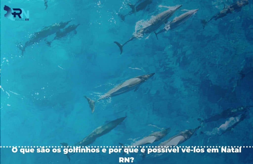 Golfinhos: Como vê-los em Natal RN
