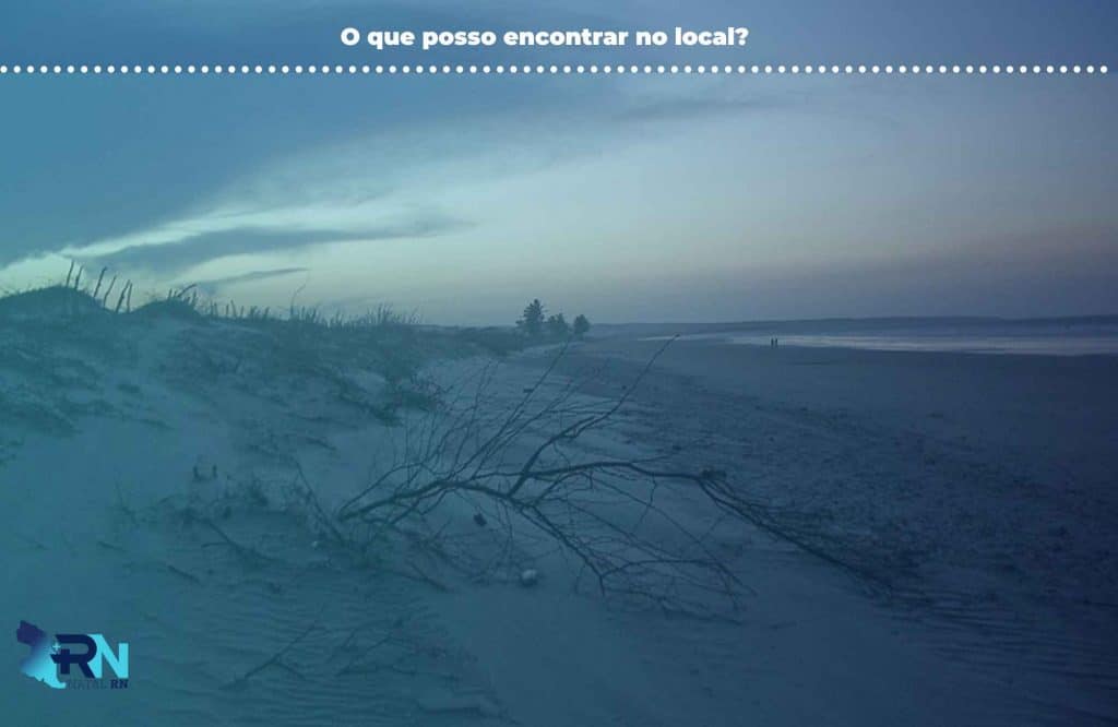 Explorando a Ponta do Mel: Uma Paisagem Única entre Sertão e Mar 3 O que posso encontrar no local?